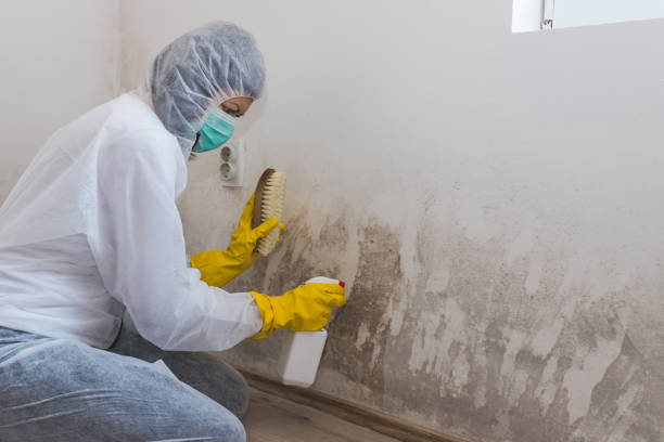 Best Mold Remediation for Schools in West Odessa, TX