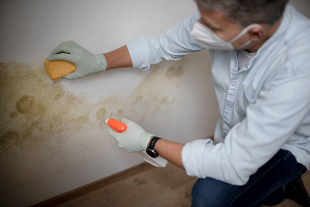 Best Bathroom Mold Remediation in West Odessa, TX