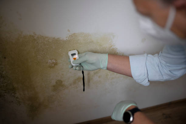 Best Residential Mold Remediation in West Odessa, TX
