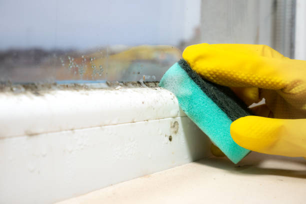 Best Localized Mold Remediation (e.g., coastal areas, humid climates) in West Odessa, TX