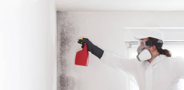 Best Commercial Mold Remediation in West Odessa, TX