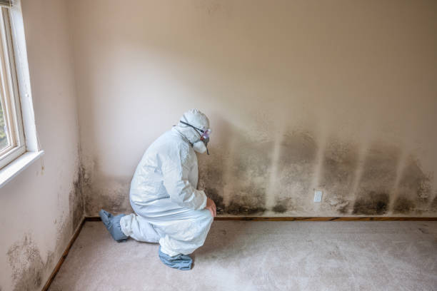 Best Black Mold Remediation in West Odessa, TX