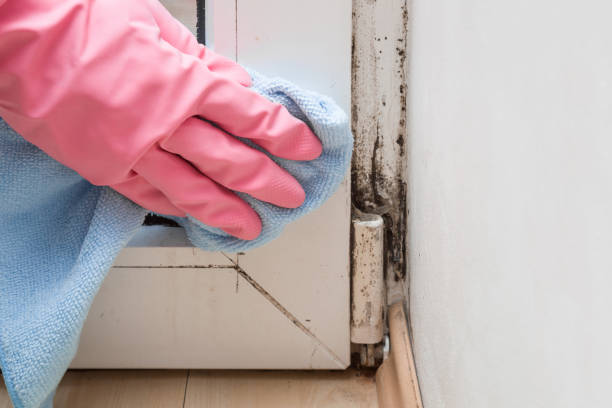 Best Attic Mold Remediation in West Odessa, TX