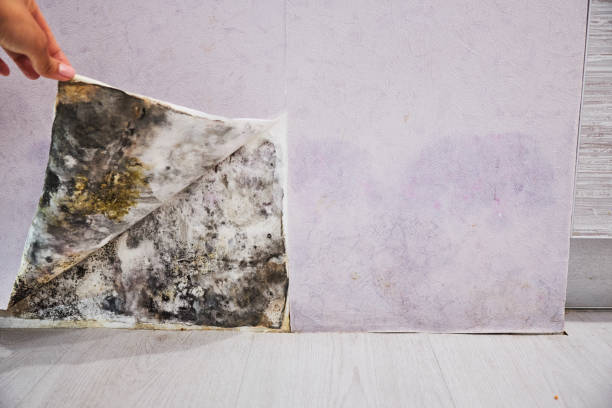 Best Basement Mold Remediation in West Odessa, TX